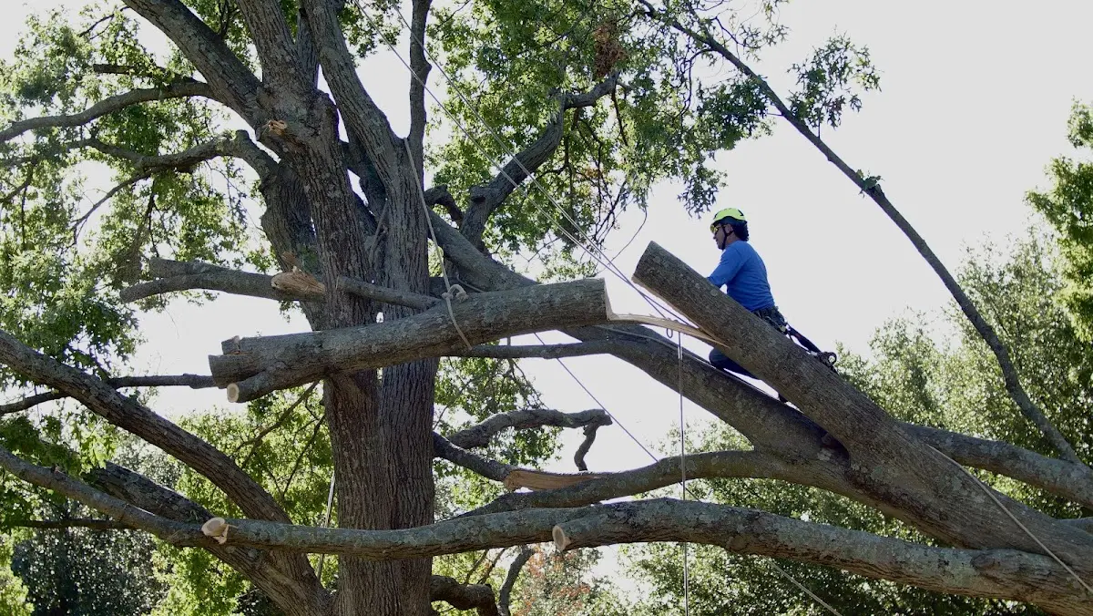 Professional Hazardous Tree Removal performed by certified arborists in Hutto